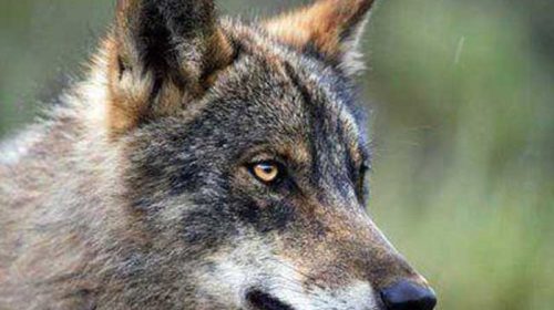 La cautivadora mirada del lobo