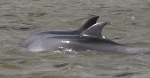 Rescate de dos delfines mulares en la Isla de A Toxa , O Grove